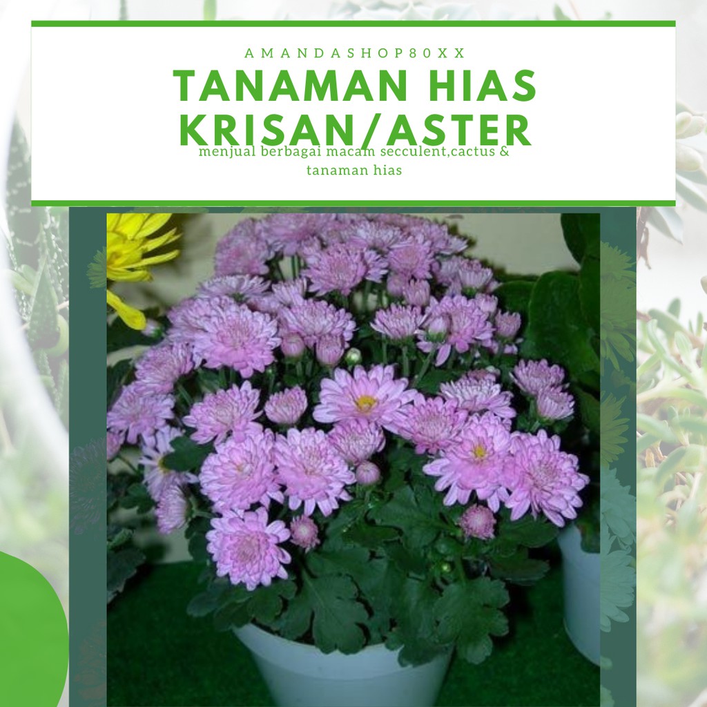 [PAKET 4] TANAMAN BUNGA/BIBIT HIAS KRISAN ASTER HIDUP MURAH WARNA KUNING PUTIH PINK