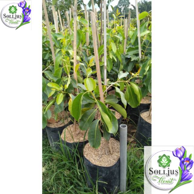 

Bibit buah juet putih