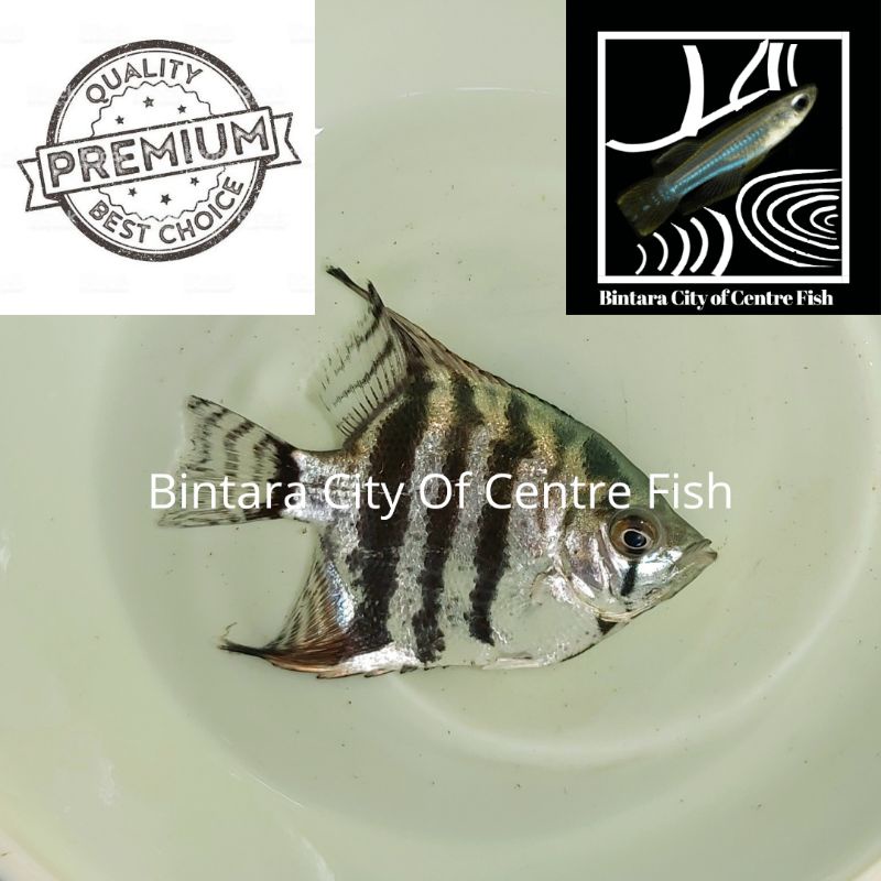 Ikan Manfish Blue Pinoy, size 3cm (M), min order 25 ekor