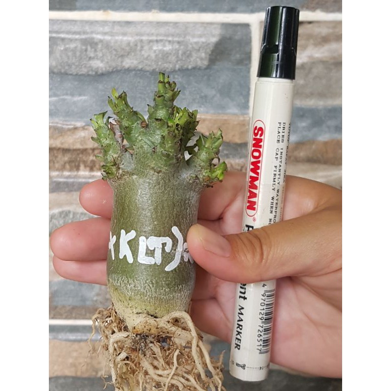 Adenium Karakter  / Kamboja Jepang ( WKL X KLT ) X WSB Bukan Godji  / Adenium Bunga Tumpuk