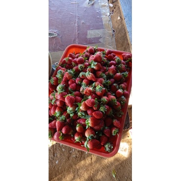 

buah strawberry