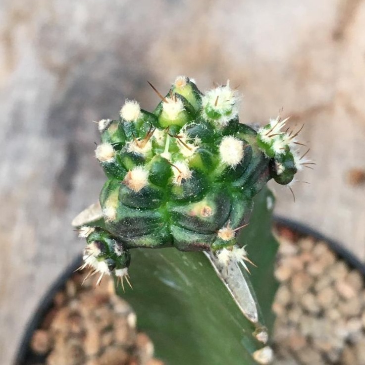 kaktus T31115 variegata grafting