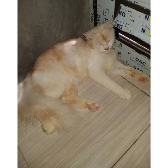 Kitten persia short hair bulu kapas