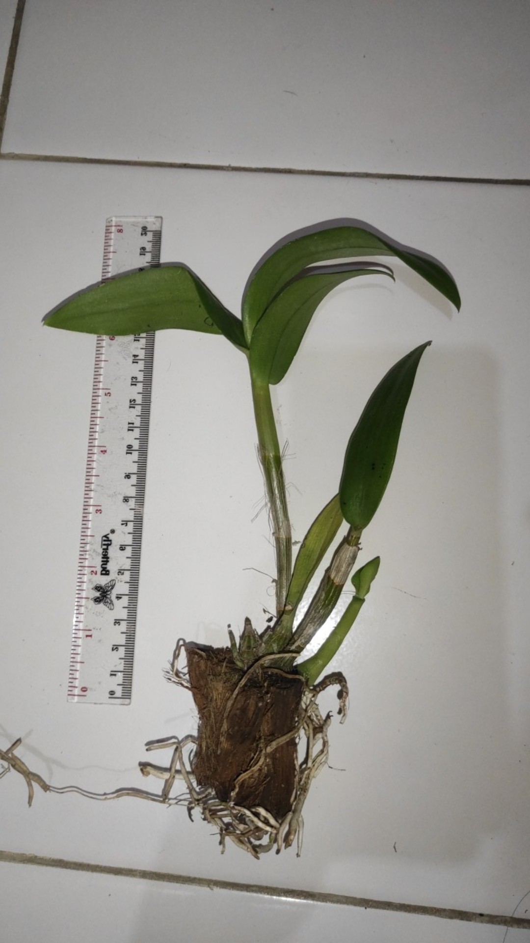 Anggrek Dendrobium Thailand Aneka Warna