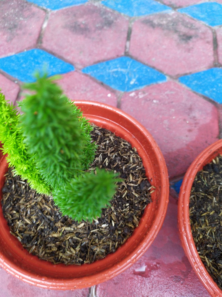 Tanaman Hias Asparagus Densiflorus Atau Ekor Tupai Murah