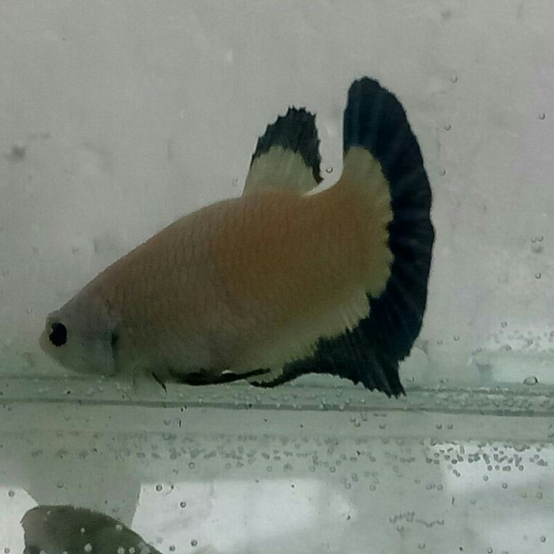 CUPANG BLUE RIM FEMALE TOP GRADE bkn avatar gold nemo multi plakat galaxi candy