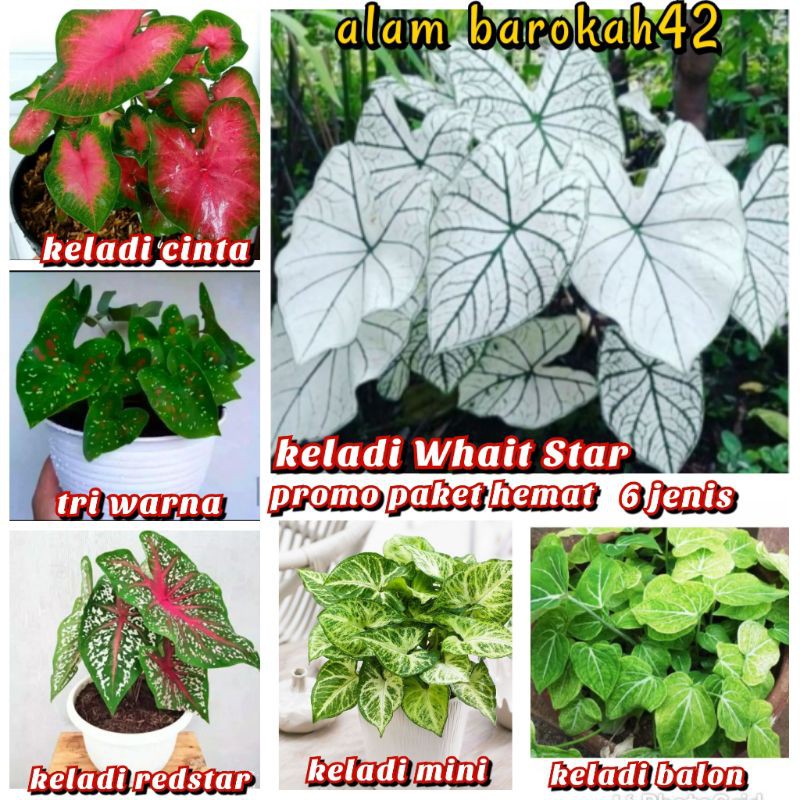 promo paket hemat keladi ( dapat 6 jenis keladi )