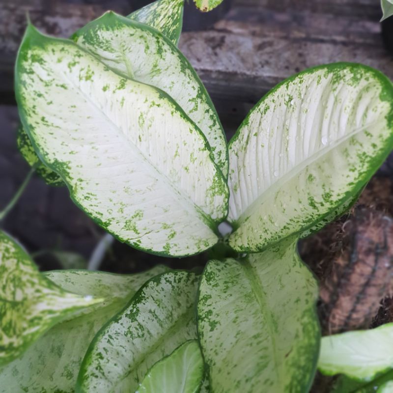 Dieffenbachia Galaxy Jumbo | Blanceng Varigata