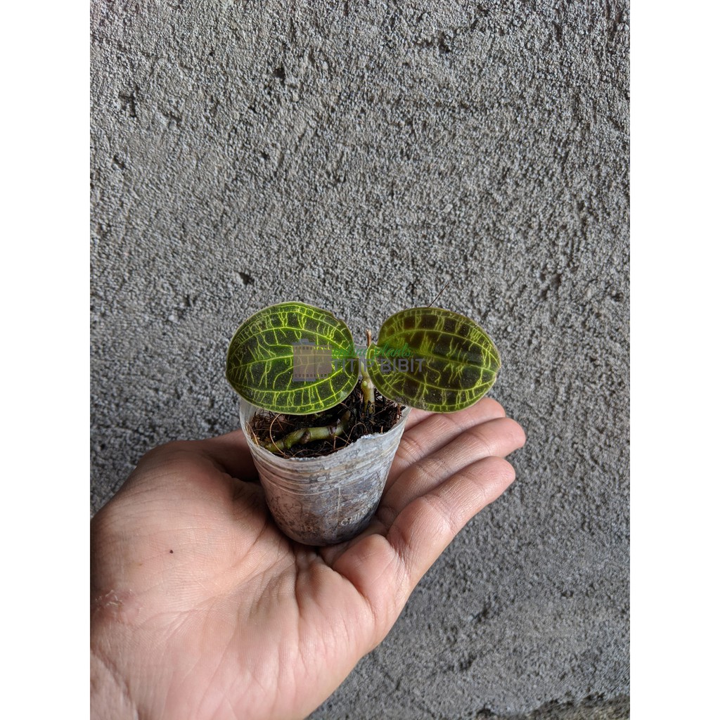 Tanaman Anggrek Jewel Orchid Macodes Hijau Emas