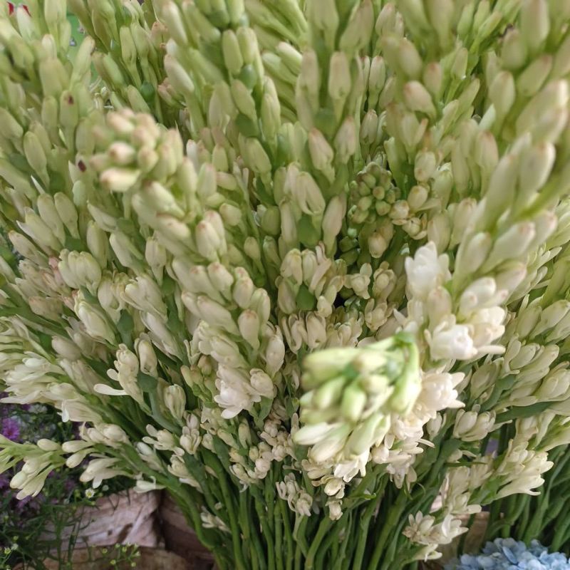 bunga sedap malam wangi/segar /10 tangkai