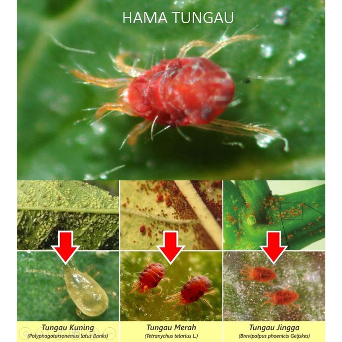 Naturo Whitefly Asli Pembasmi Kutu Kebul Bemisia Tabaci Kutu Putih | Pestisida Nabati Insectisida