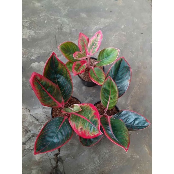 [✅COD] LIPSTIK KHANZA - (AGLONEMA REMAJA) / AGLONEMA KHANZA / AGLO KANZA / AGLO UNIK LANGKA