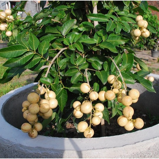 KELENGKENG PINGPONG