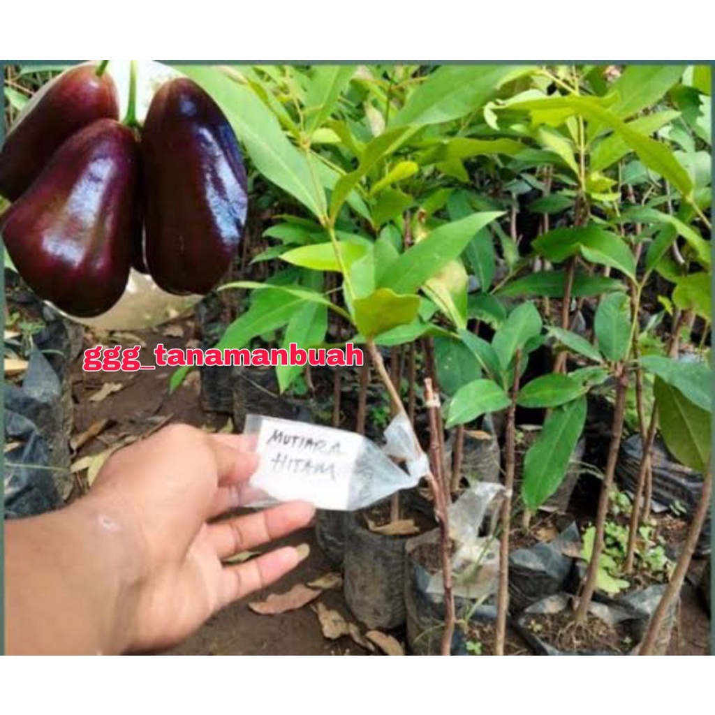 Bibit Jambu Air Mutiara Hitam Hasil Okulasi