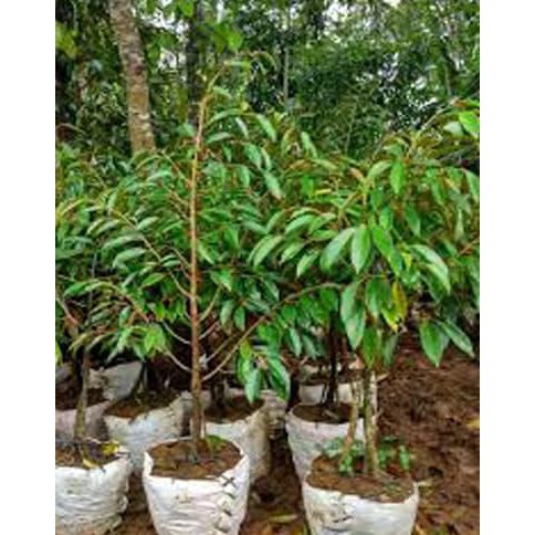 Bibit Tanaman Buah Durian Bawor Kaki 3 Tinggi 1 2 Meter Up Wage Shopee Indonesia