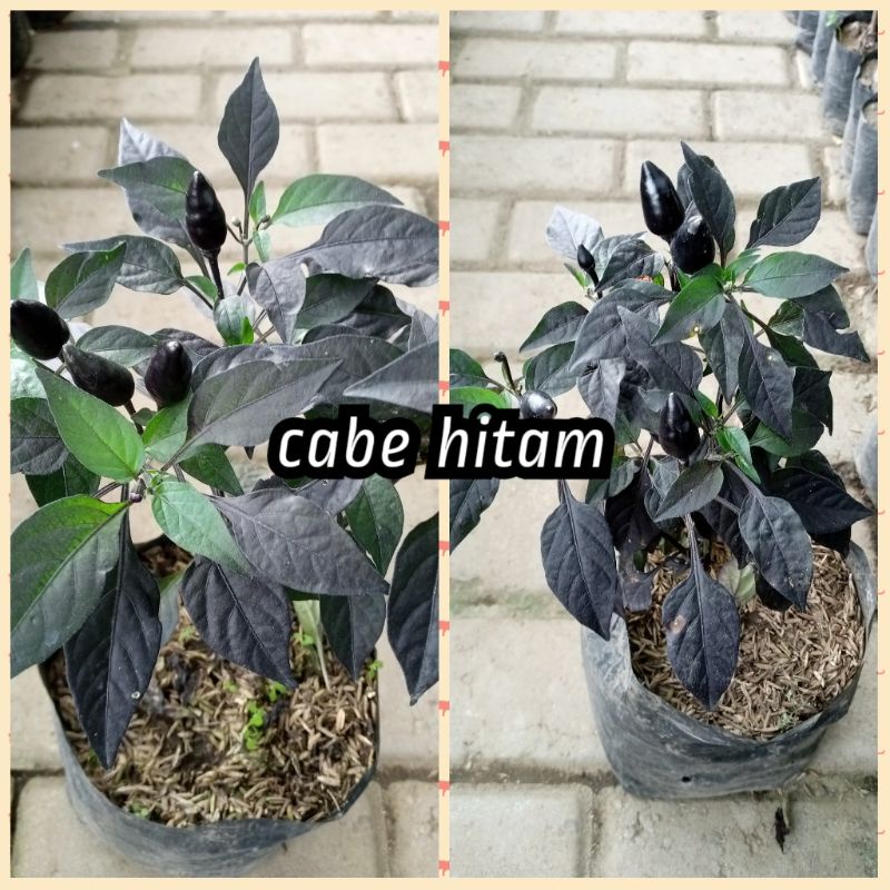 bibit cabe hitam sayur