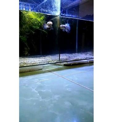 W4ET channa Limbata size 11-14cm gondrong Bergengsi