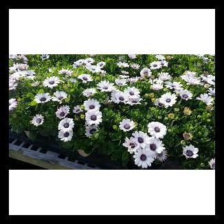 Amefurashi Benih Bibit Seeds Osteospermum African Daisy White Bunga Daisy Putih Cantik Shopee Indonesia