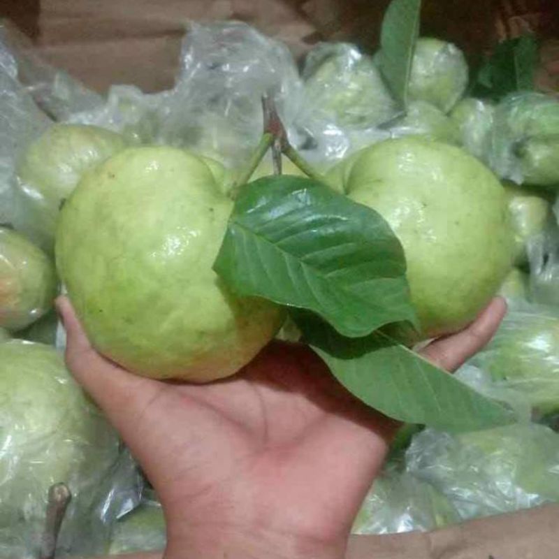 

Jambu kristal tanpa biji 1 kg