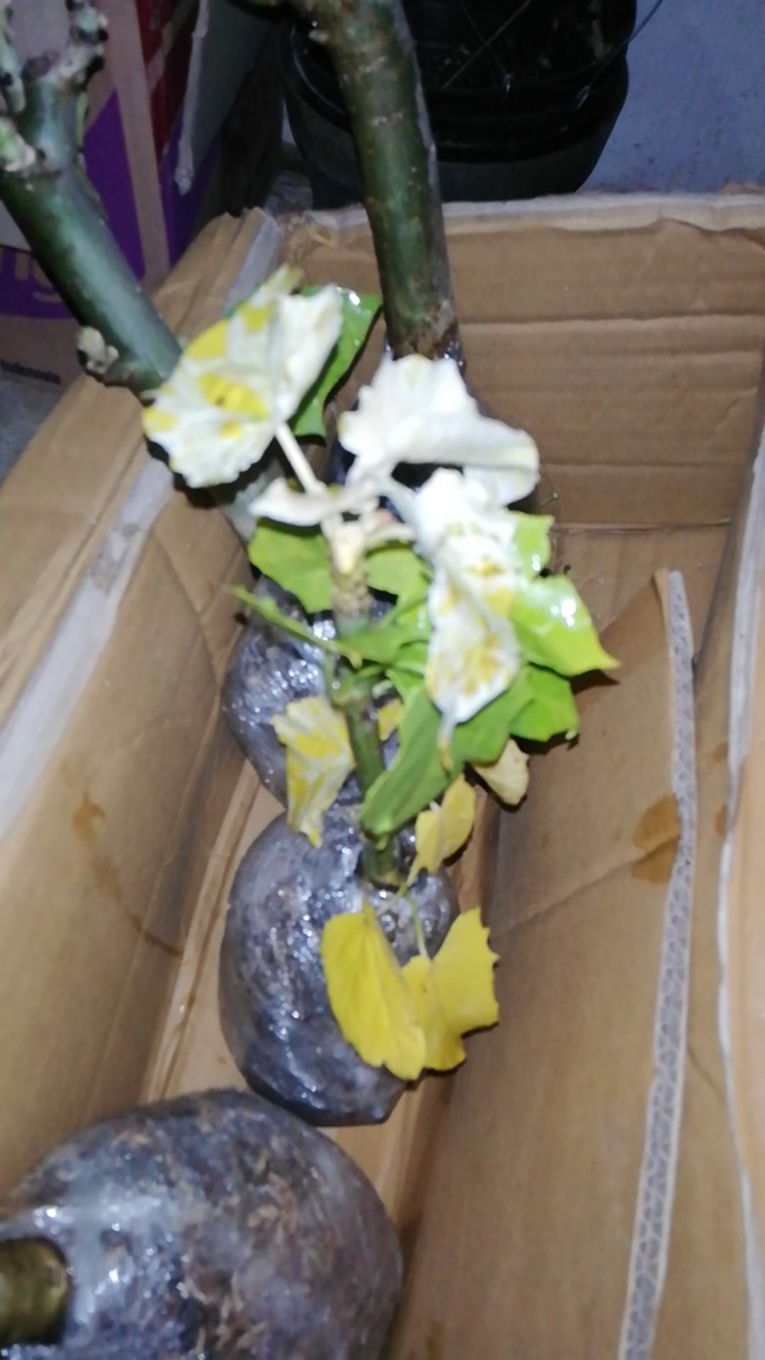 Tanaman Jarak Varigata / Jatropha Curcas Variegata