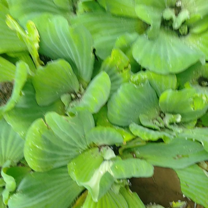 Tanaman AIR APUNG / Eceng Gondok Kolam Air Minim order 5 tanaman@ satuan