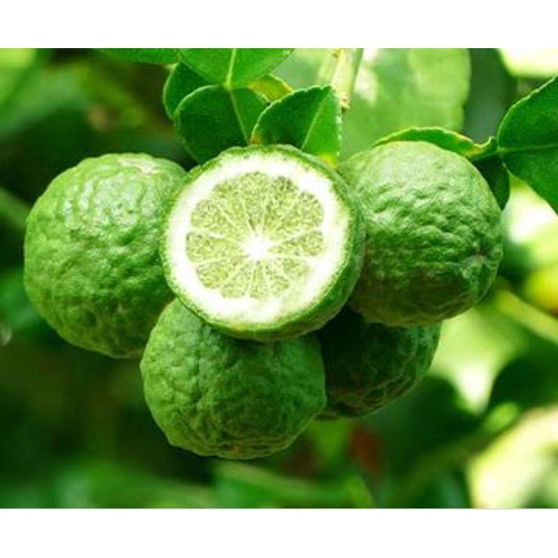 

jeruk sambal 100gr fresh, dipetik sebelum dikirim