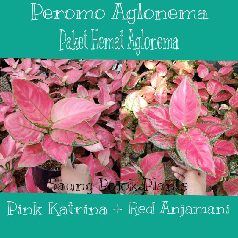 Promo paket hemat 2 pohon aglonema red anjamani dan pink Katrina