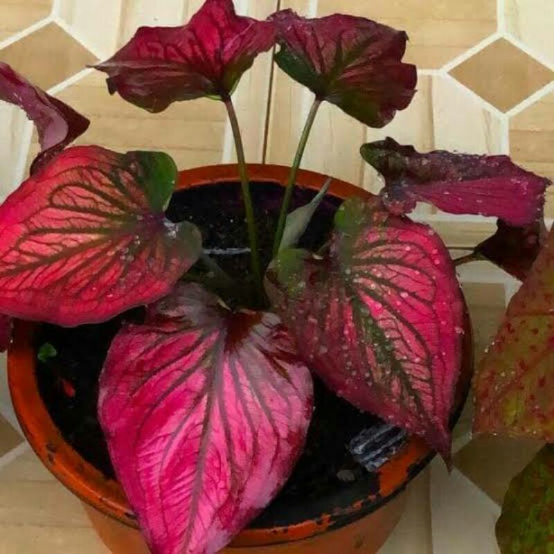 caladium infinity / keladi infinity / caladium