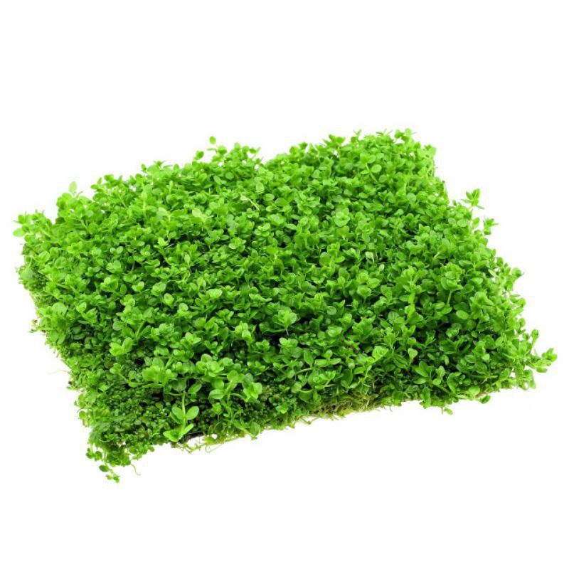 tanaman karpet aquascape