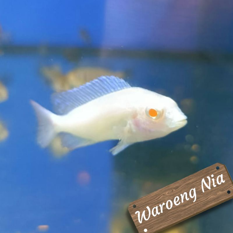 Cichlid Hap Cyrtocara Moorii Albino / Blue Dolphin Albino