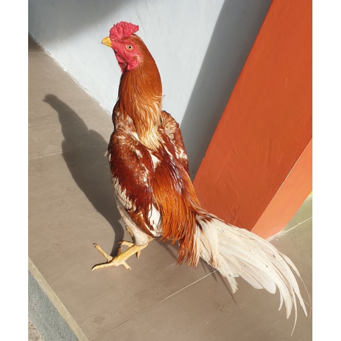 Ayam Aduan Dari USA Plucker Original Line WDxPucqiao Usia 9 Bulan