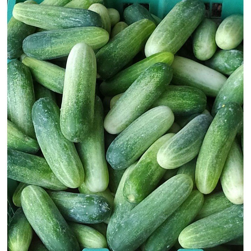 

timun hijau / cucumber
