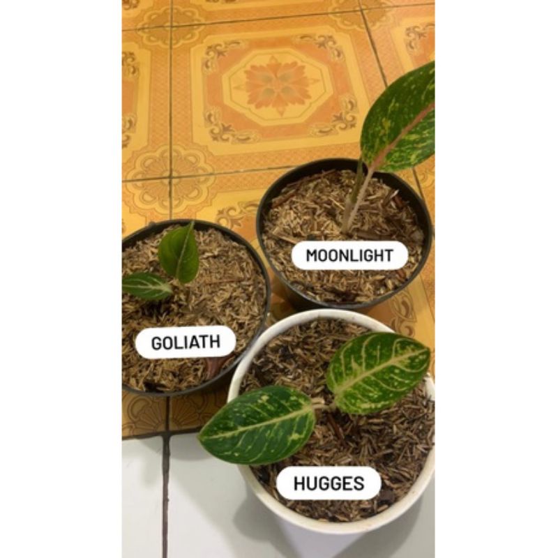 PAKET 3 ANAKAN AGLONEMA Ready