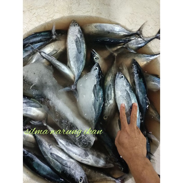 Ikan tongkol abu abu segar harian super josss 1kg