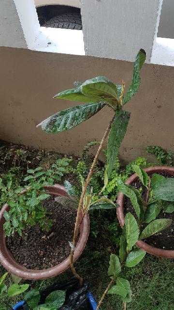 Tanaman Buah Loquat / Leci Biwa (tinggi 40-60 Cm)