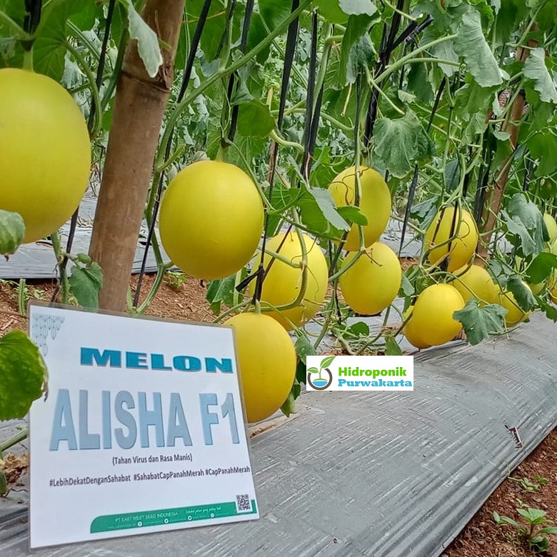 Cap Panah Merah Benih Melon Alisha F1 Golden Melon Isi 5 Butir