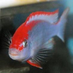 Red top ndumbi Cichlid Africa