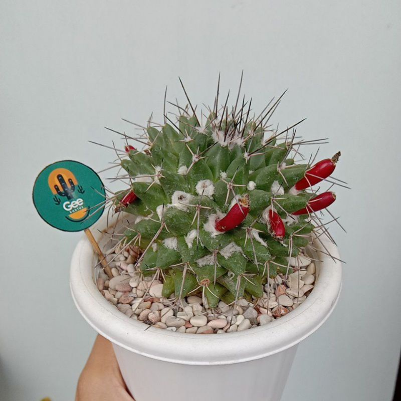 Kaktus / Sukulen / Tanaman kaktus / pot kaktus / kaktus ownroot / kaktus potelan / hampers kaktus / 