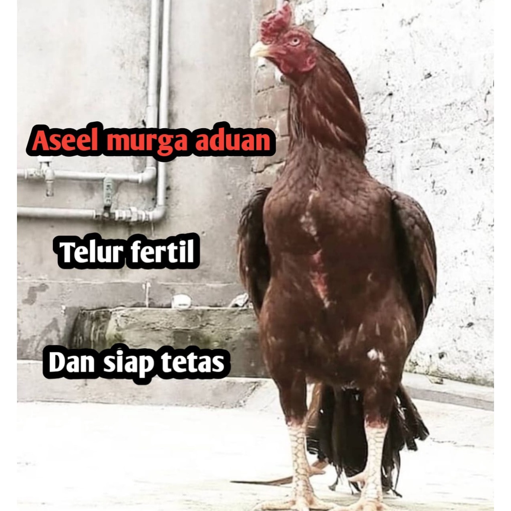 telur ayam bangkok aseel murga aduan