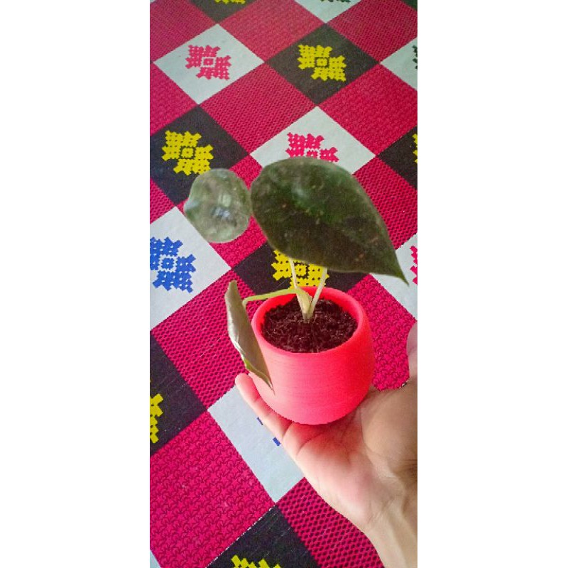 Alocasia black infernalis Anakan daun 3