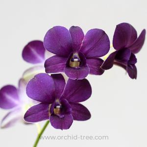 dendrobium airy way blue