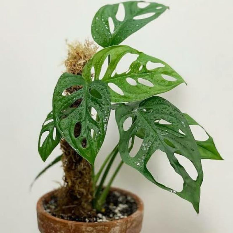 PAKET 20 TANAMAN HIAS MONSTERA OBLIQUA//MONSTERA JANDA BOLONG