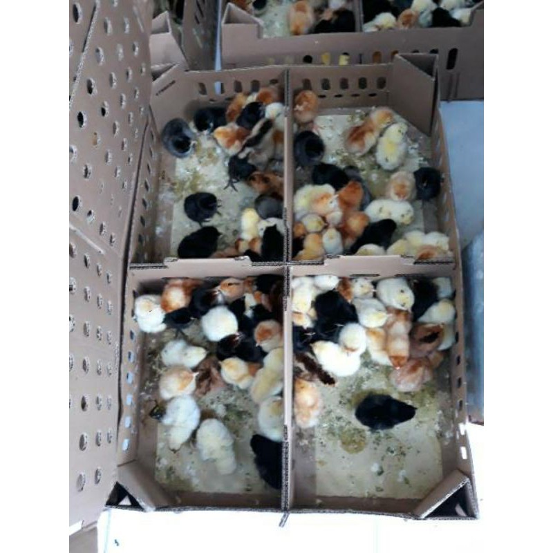

ayam kampung asli
