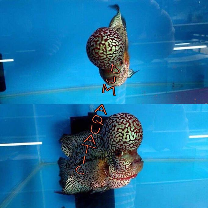 disini aja Ikan Hias Louhan Lohan King Kamfa Ori Thai Import Aquarium Aquascape unggulan