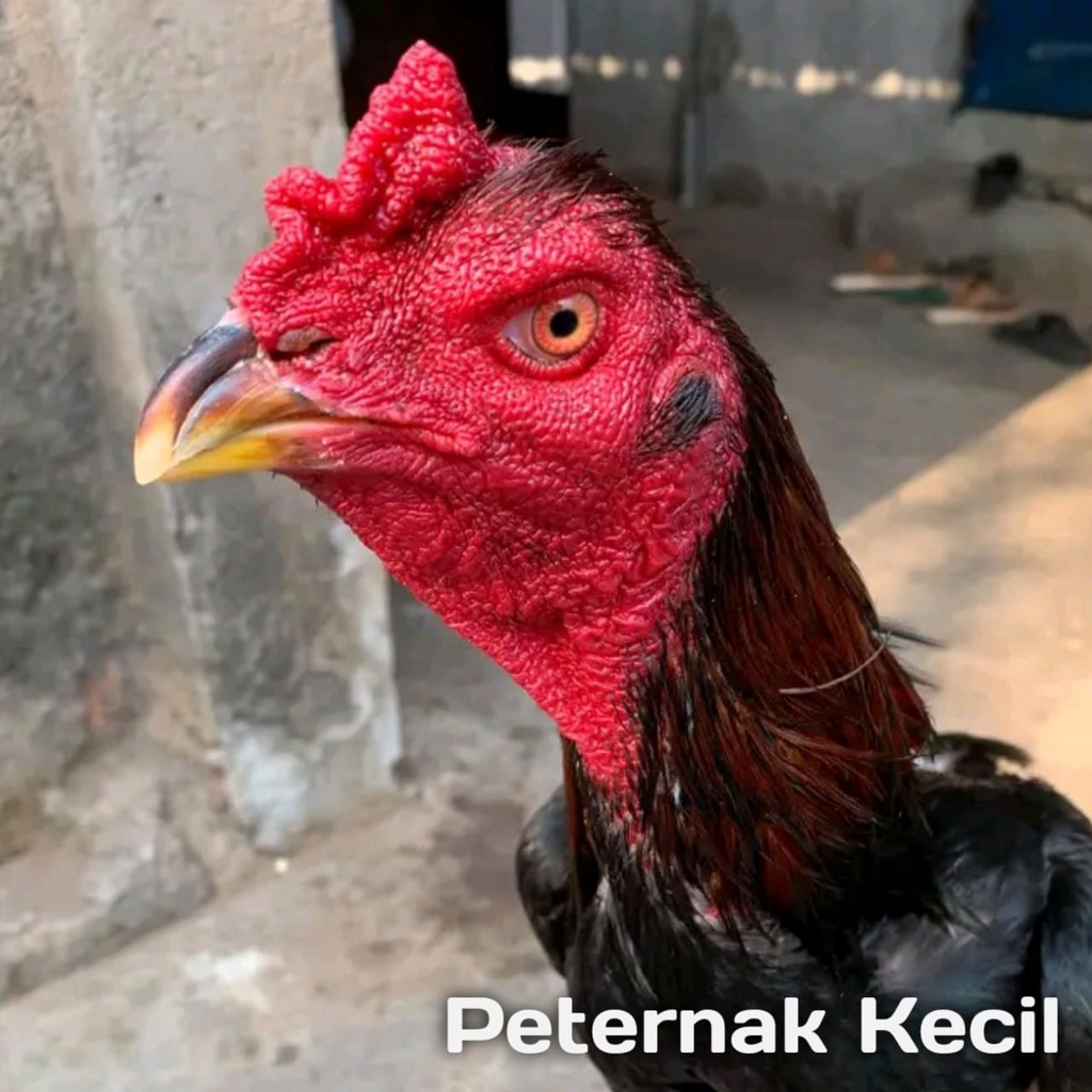 ayam bangkok asli aduan mix 3D telur silang bk klasik koytrad shamo