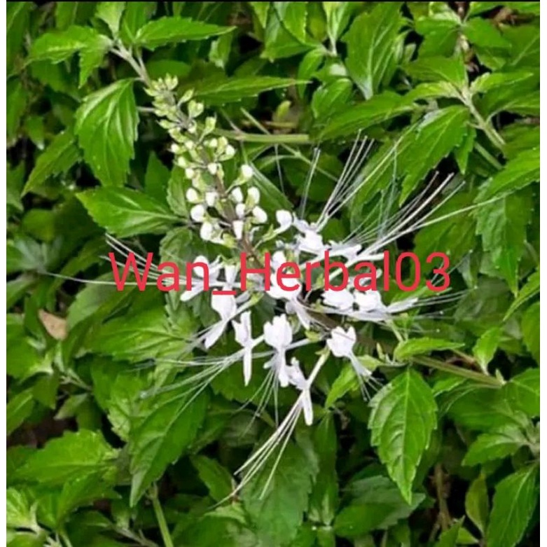 

Daun kumis kucing segar fres 1kg
