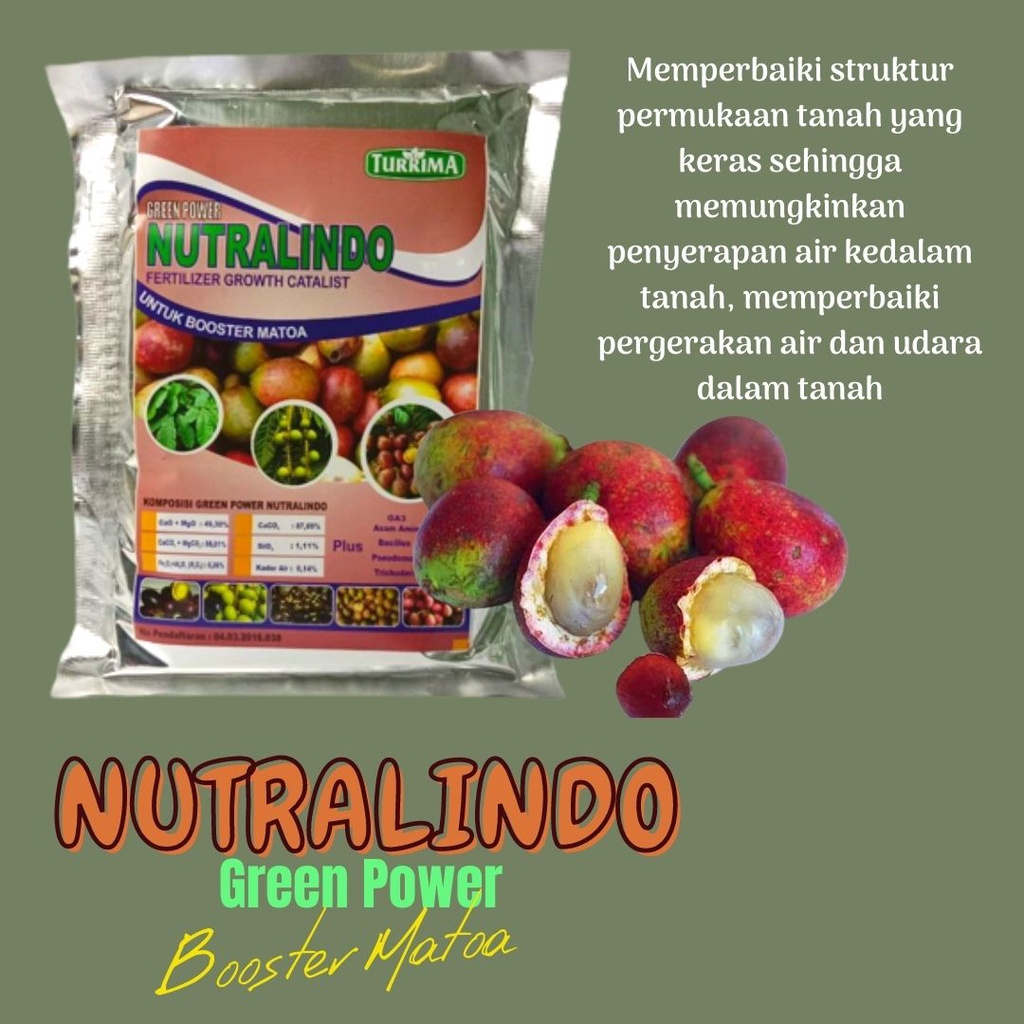 Pupuk matoa, pupuk matoa agar berbuah lebat, pupuk buah matoa