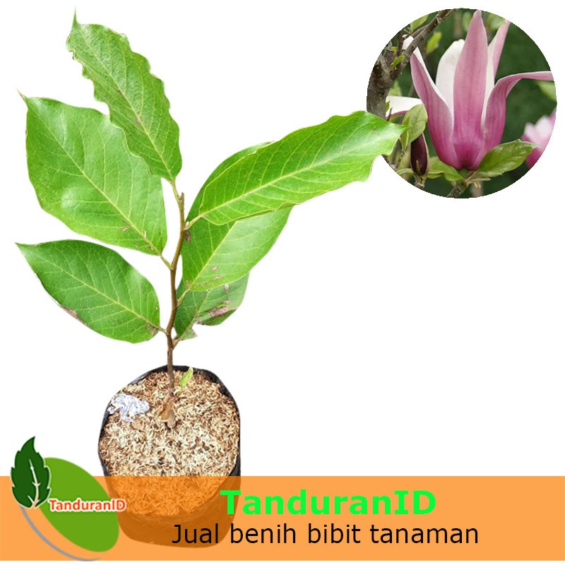 Bibit Tanaman Hias Cempaka Ungu