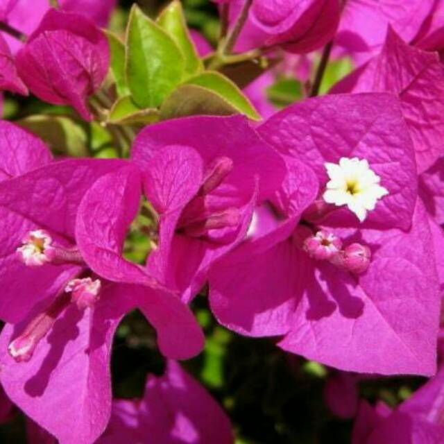 bunga bugenvil - bunga kertas -  bibit bunga bugenvil