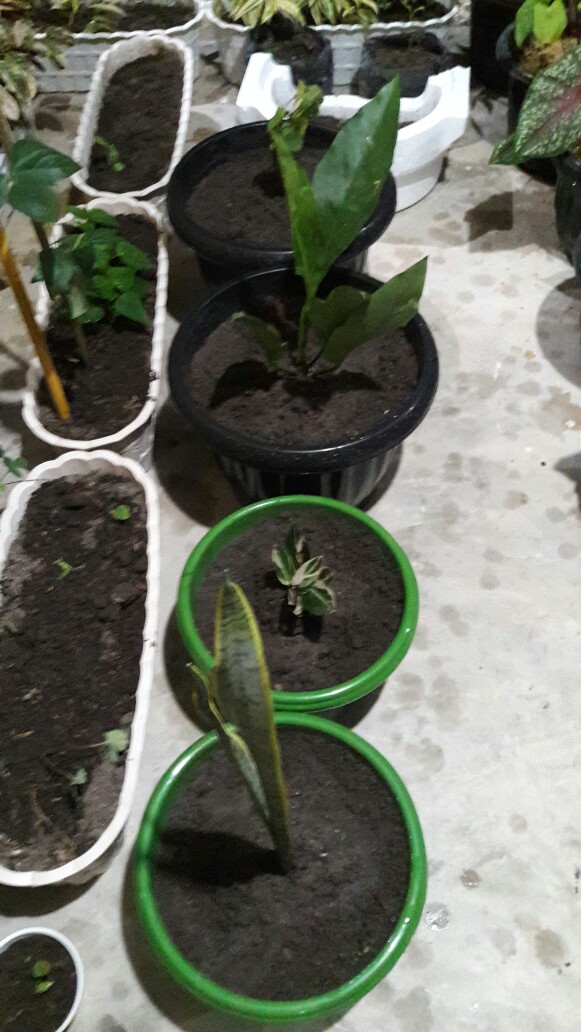 Tanaman Hias Lidah Mertua